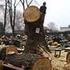 Ścinka sekcyjna drzewa Topola na cmentarzu