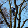 Wycinka drzew - redukcja koron, usuwanie posuszu Katowice